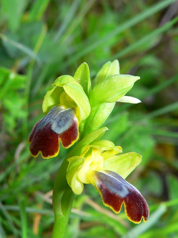 Primavera e orchidee palermitane